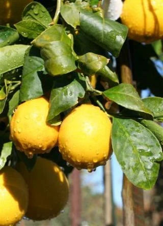 Meyer Lemon Tree