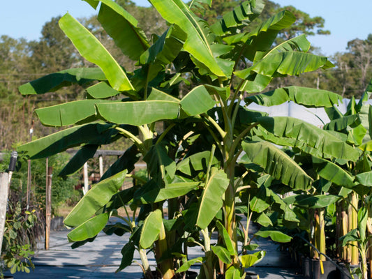 Ice Cream (Blue Java) Banana Tree