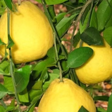 Chandler Pomelo Tree