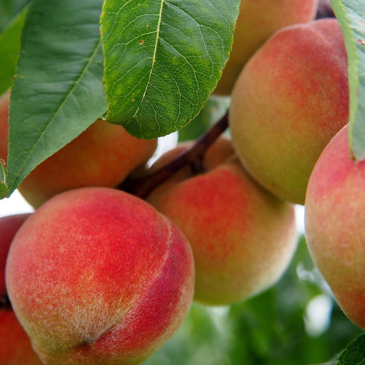 Babcock Peach Tree