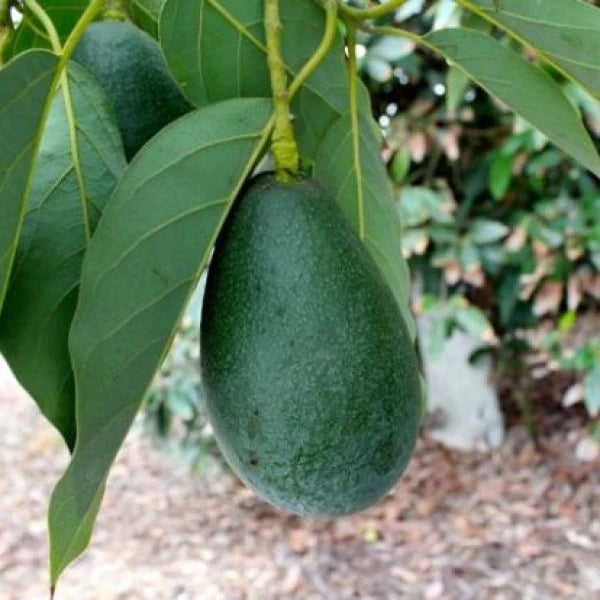 Bacon Avocado Tree
