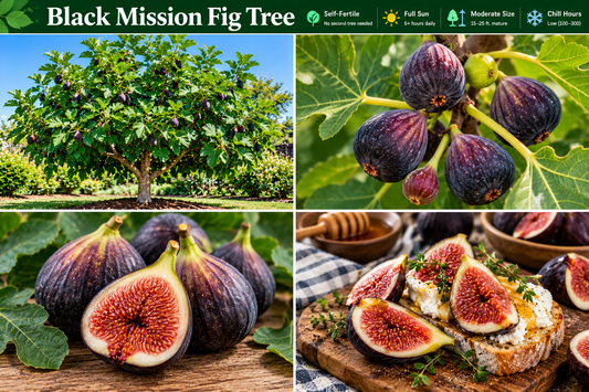 Black Mission fig tree