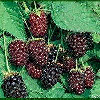 Boysenberry Plant