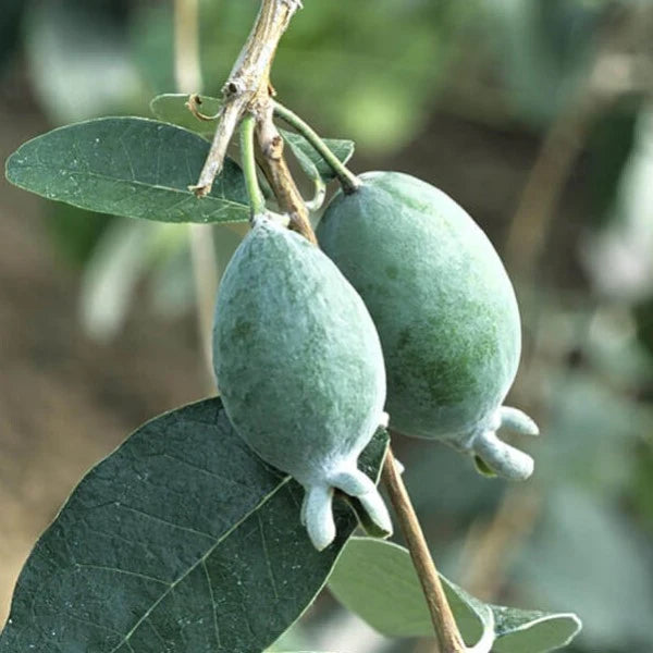 Pineapple Guava (Feijoa) Tree