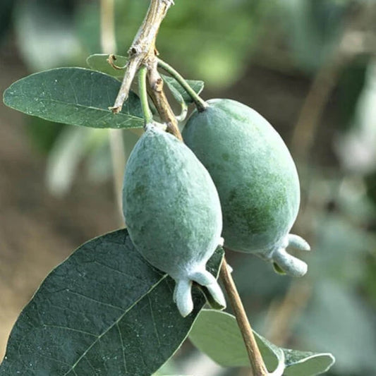 Pineapple Guava (Feijoa) Tree