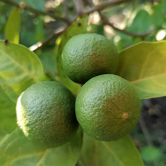 Dwarf Bearss Lime Tree