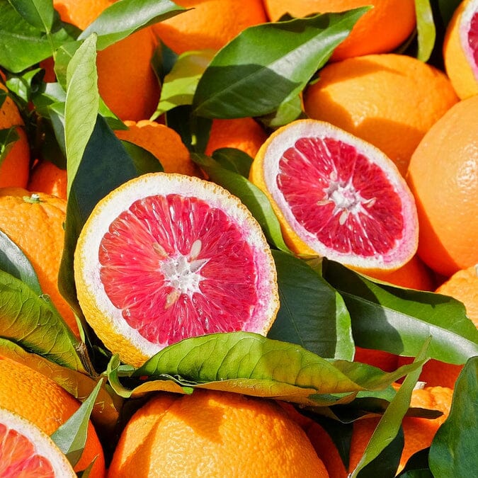 Dwarf Blood Orange Tree