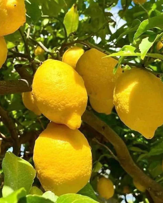 Dwarf Meyer Lemon Tree