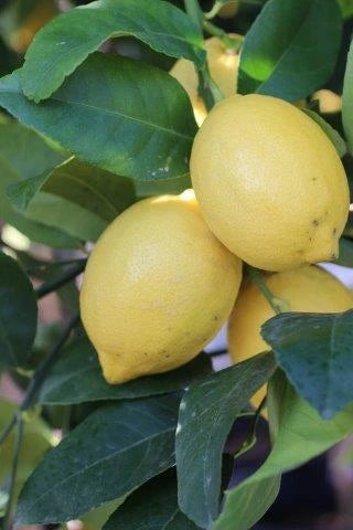 Eureka Lemon Tree