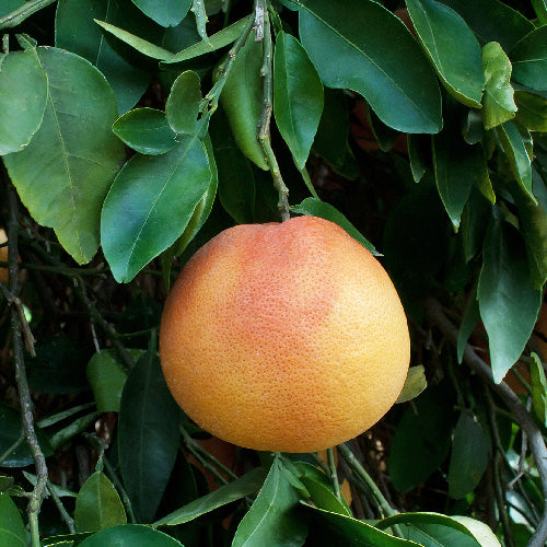 Ruby Red Grapefruit Tree