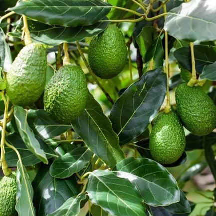 Hass Avocado Tree