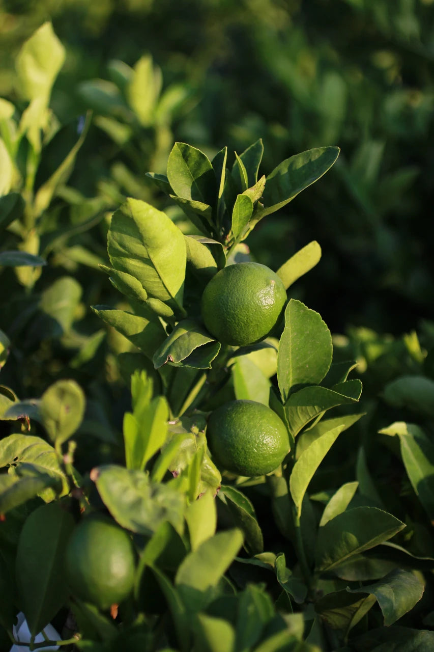 Bearss Lime Tree