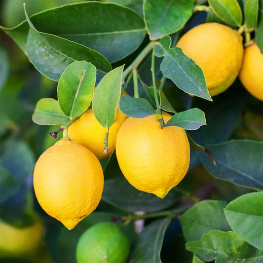 Lisbon Lemon Tree