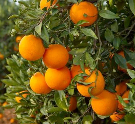 Midknight Valencia Orange Tree