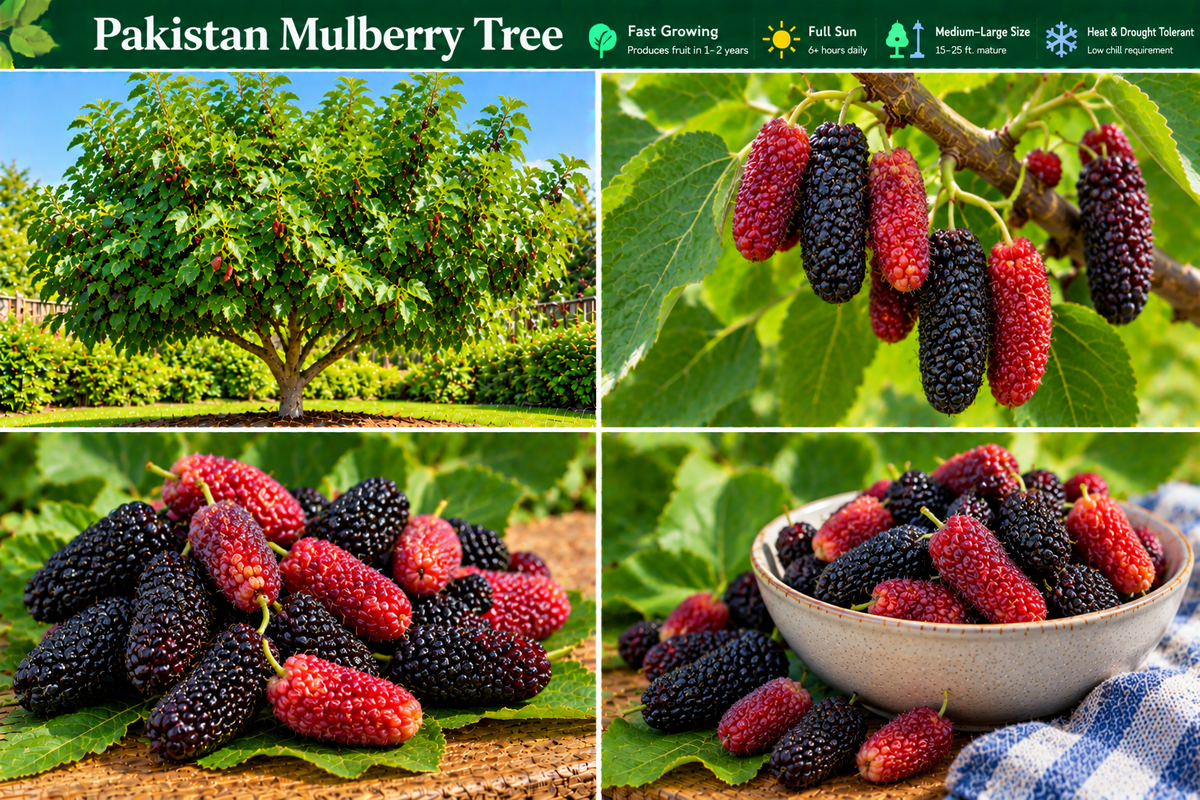 Pakistan Mulberry Tree