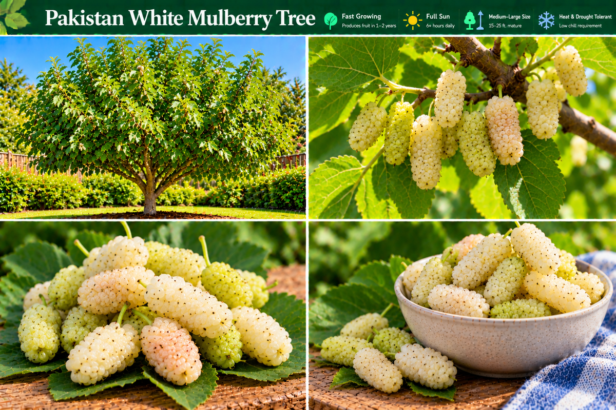 Pakistan White Mulberry Tree