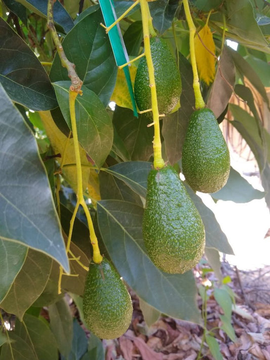 Fuerte Avocado Tree