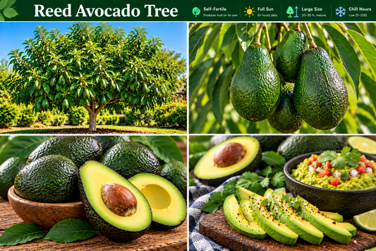 Reed Avocado Tree