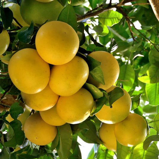 Oro Blanco Grapefruit Tree