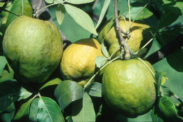 White Sapote Tree