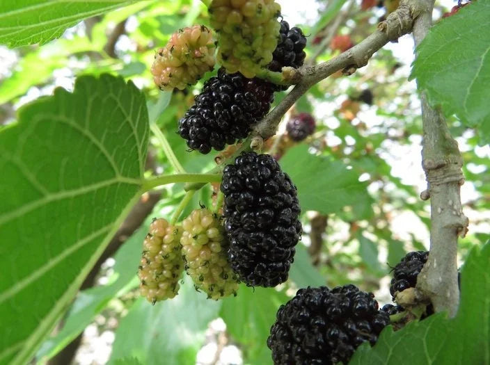 Black Beauty Mulberry Tree