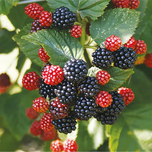 Blackberry Plant
