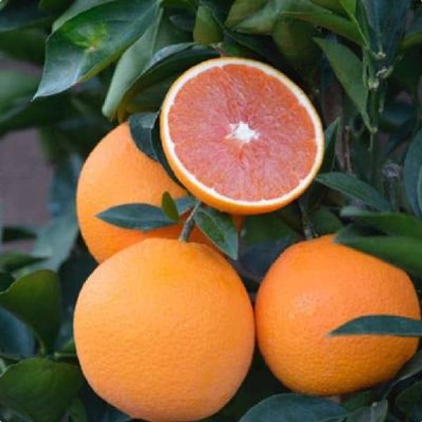 Cara Cara Orange Tree