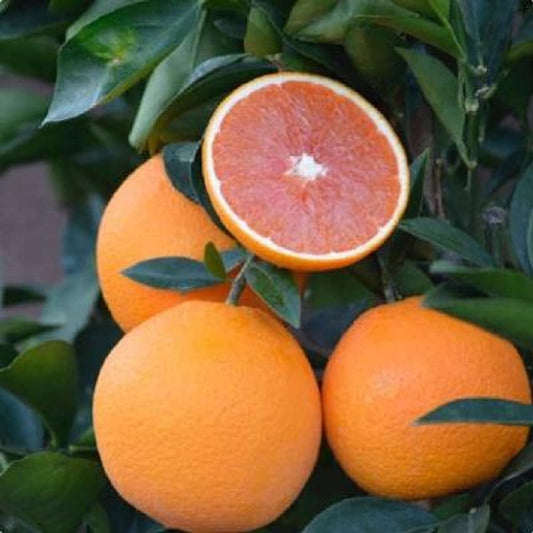 Cara Cara Orange Tree