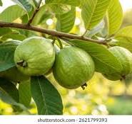 Guava Tree