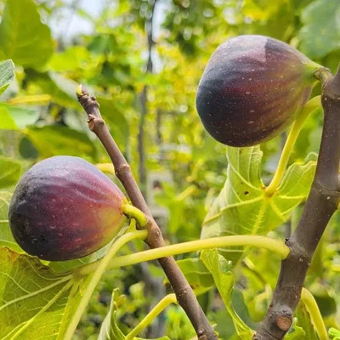 Brown Turkey Fig Tree