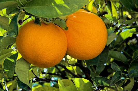 Dwarf Washington Navel Orange Tree