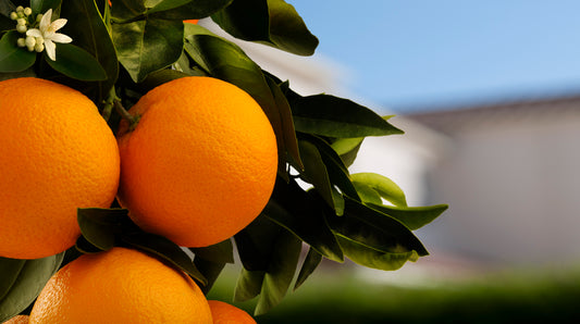 Dwarf Valencia Orange Tree