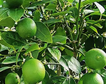 Dwarf Key Lime
