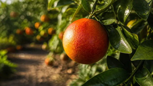 Blood Orange Tree