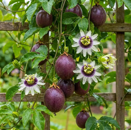 Passion Fruit Vine