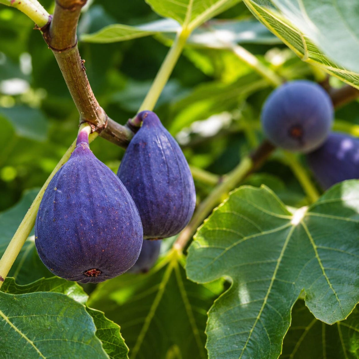 Violette de Bordeaux Fig Tree