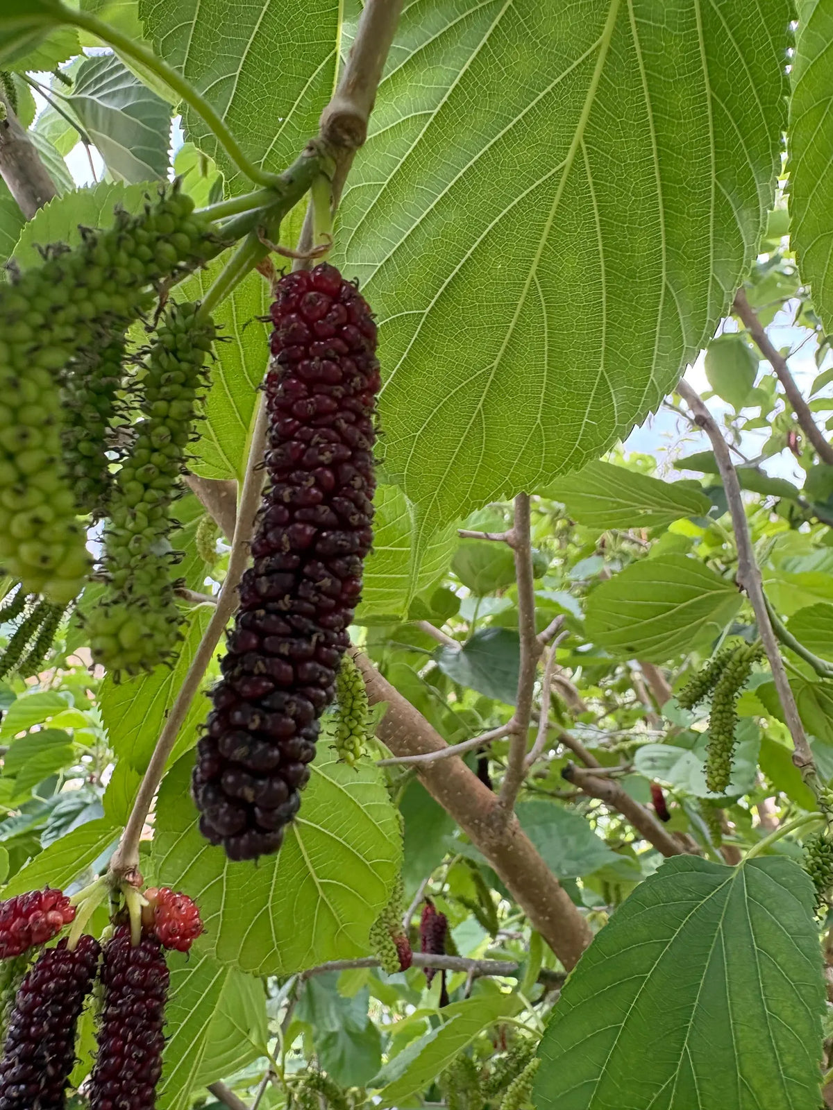 Pakistan Mulberry Tree