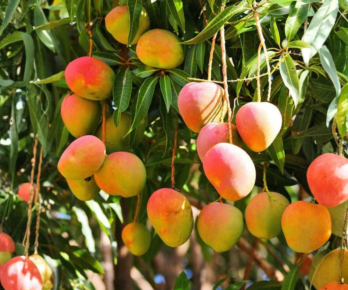 Glenn Mango Tree