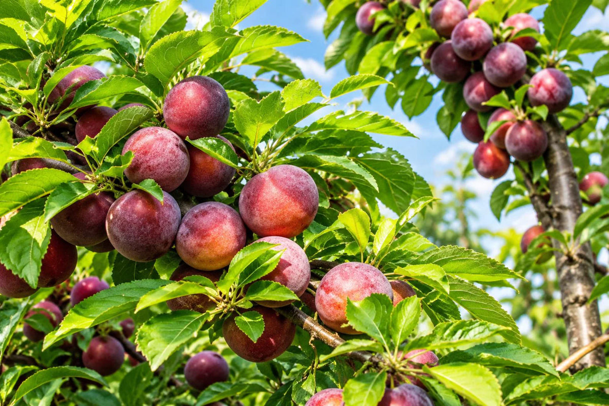 Methley Plum Tree