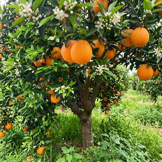 Dwarf Cara Cara Orange Tree
