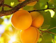 Blenheim Apricot Tree