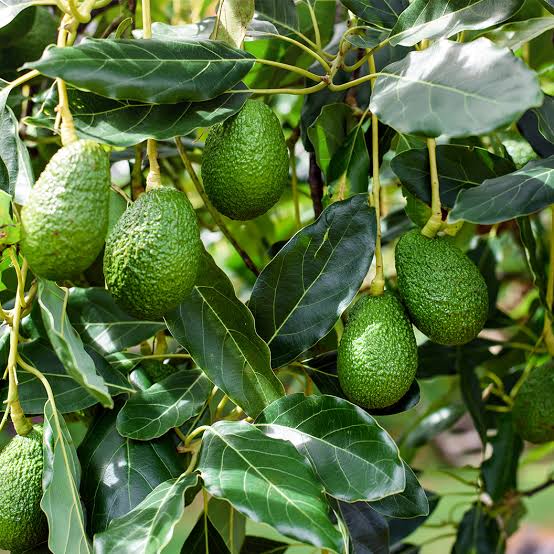 Dwarf Little Cado Avocado Tree
