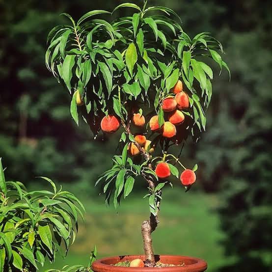 Dwarf Bonanza Patio Peach Tree