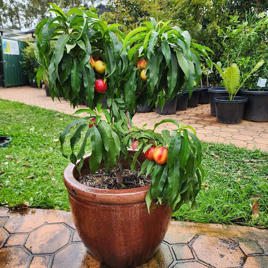 Dwarf Necta Zee Nectarine Tree