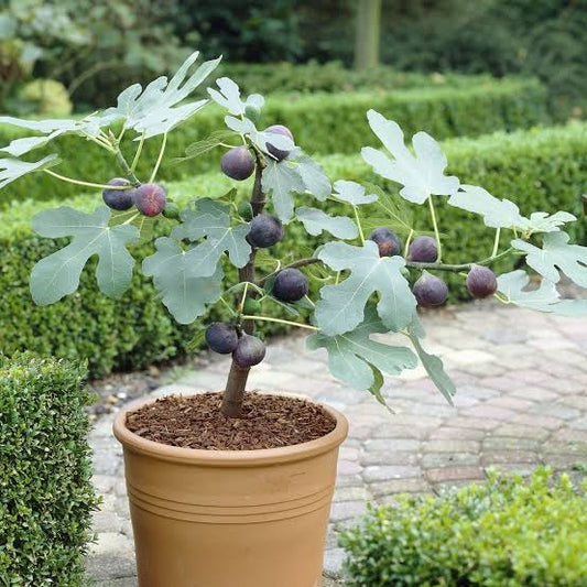 Dwarf Little Miss Figgy Fig Tree