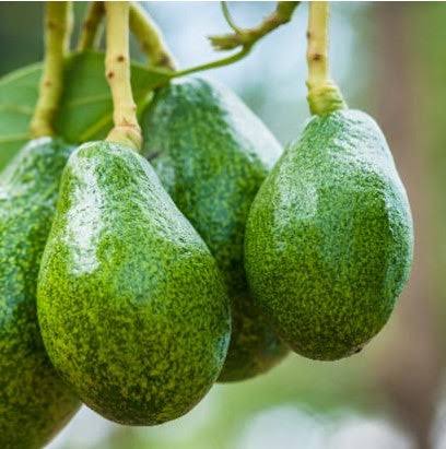 Zutano Avocado Tree