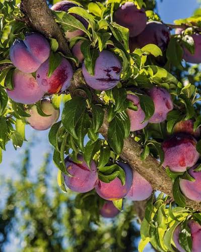 Santa Rosa Plum Tree