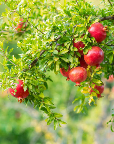 Wonderful Pomegranate Tree