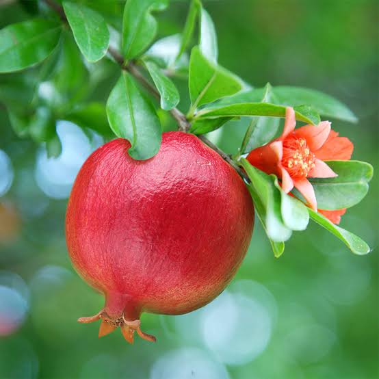 Eversweet Pomegranate Tree
