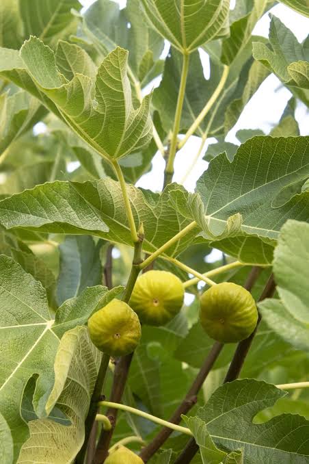 Kadota Fig Tree